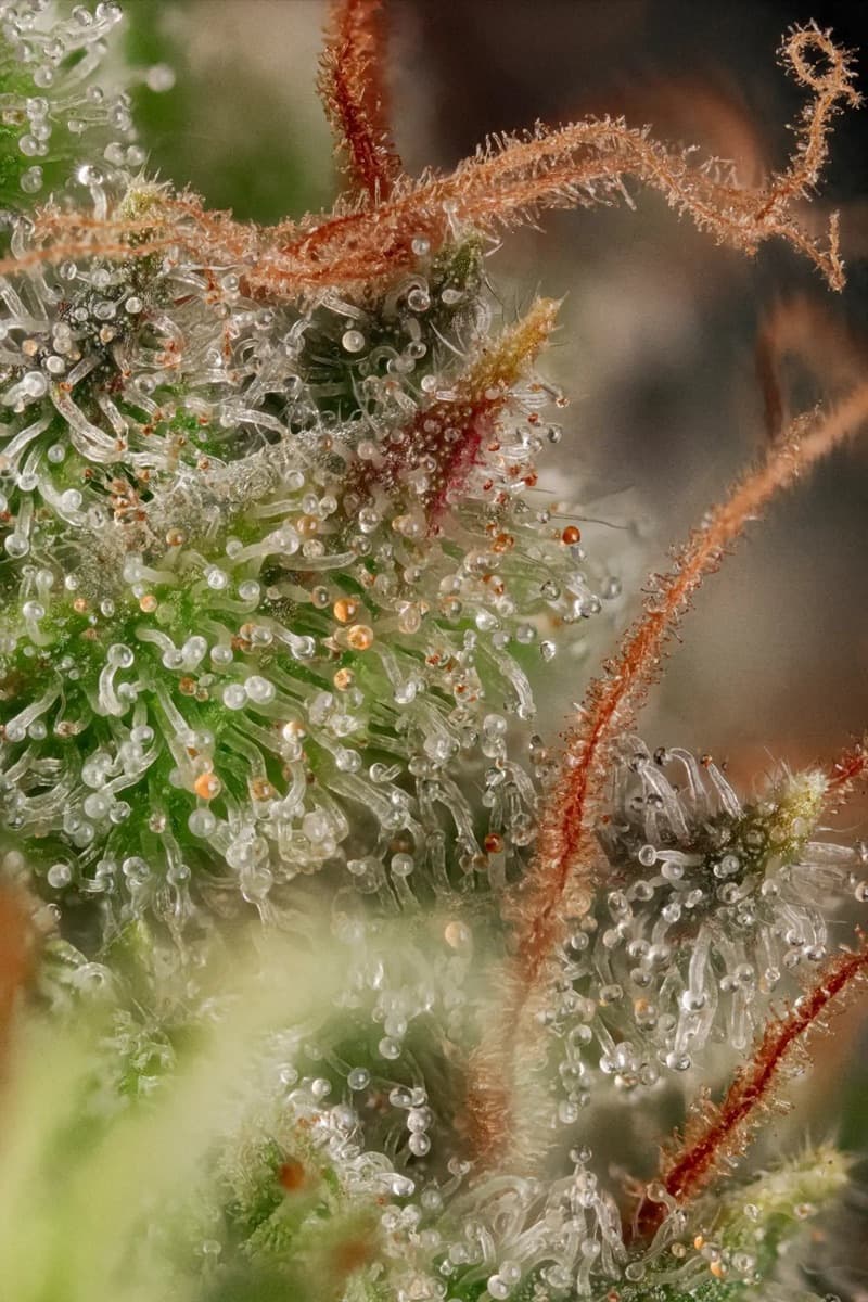 Original White Widow (IBL)