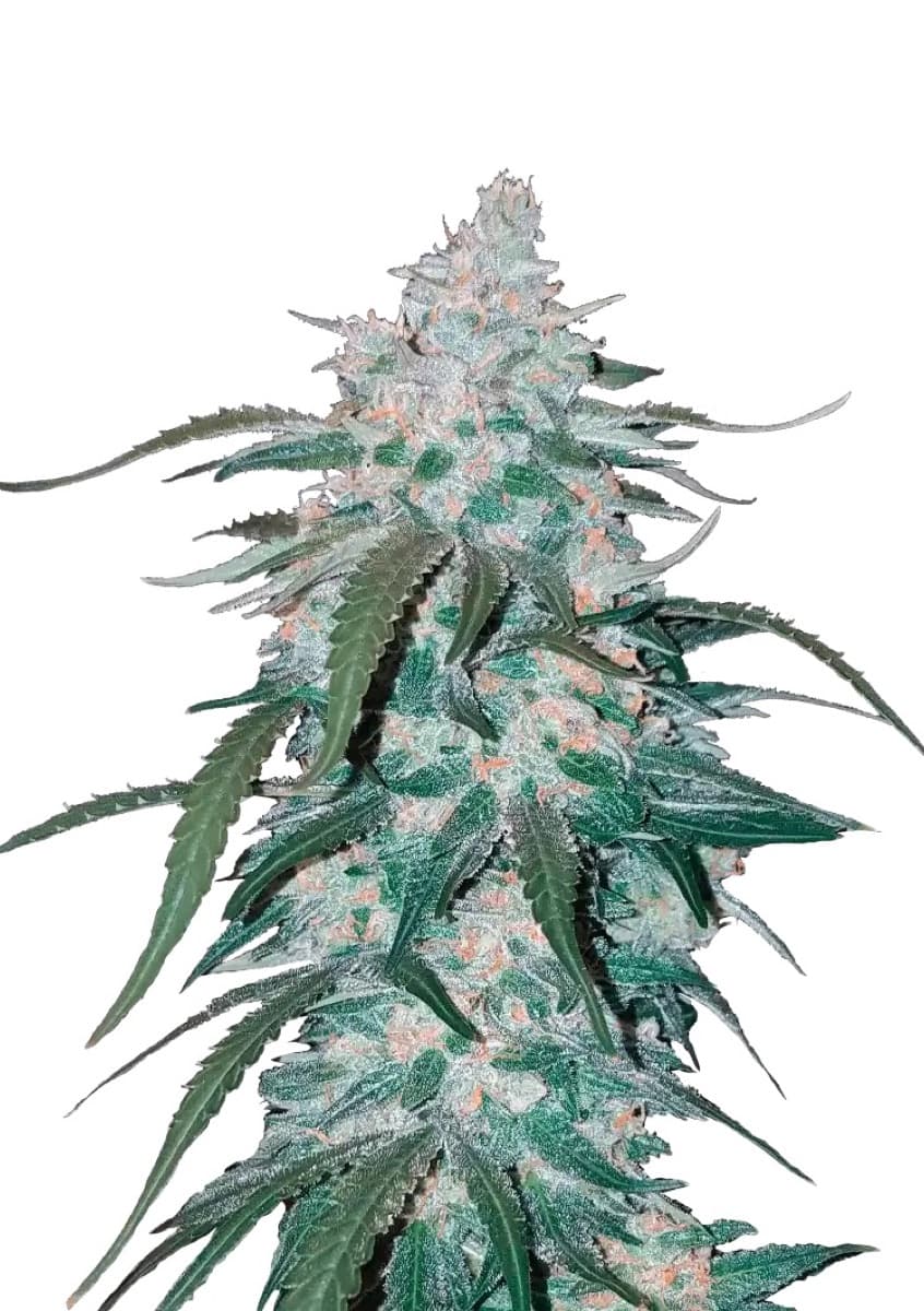 Pineapple Express Auto