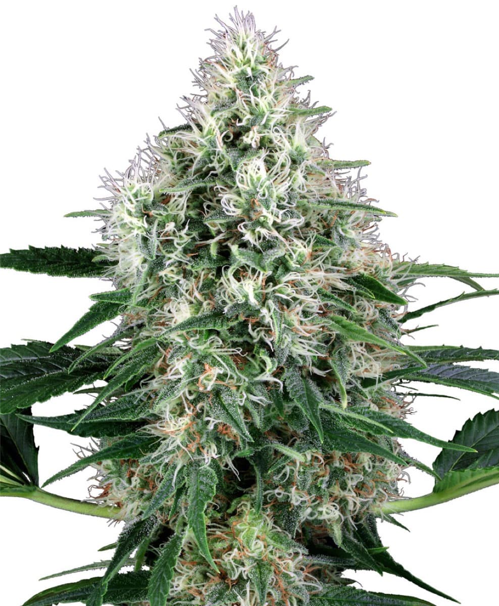 Pure Power Plant Automatic Seeds by White Label