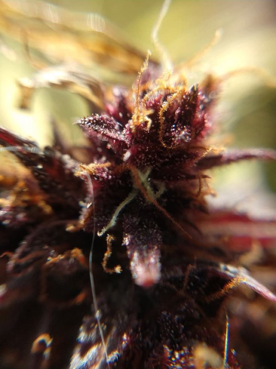 Purple Bud Automatic Seeds by White Label
