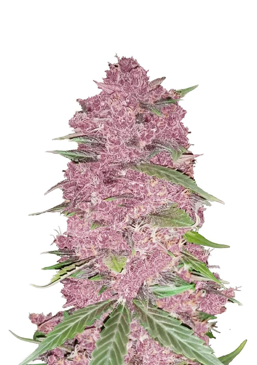 Purple Lemonade Auto