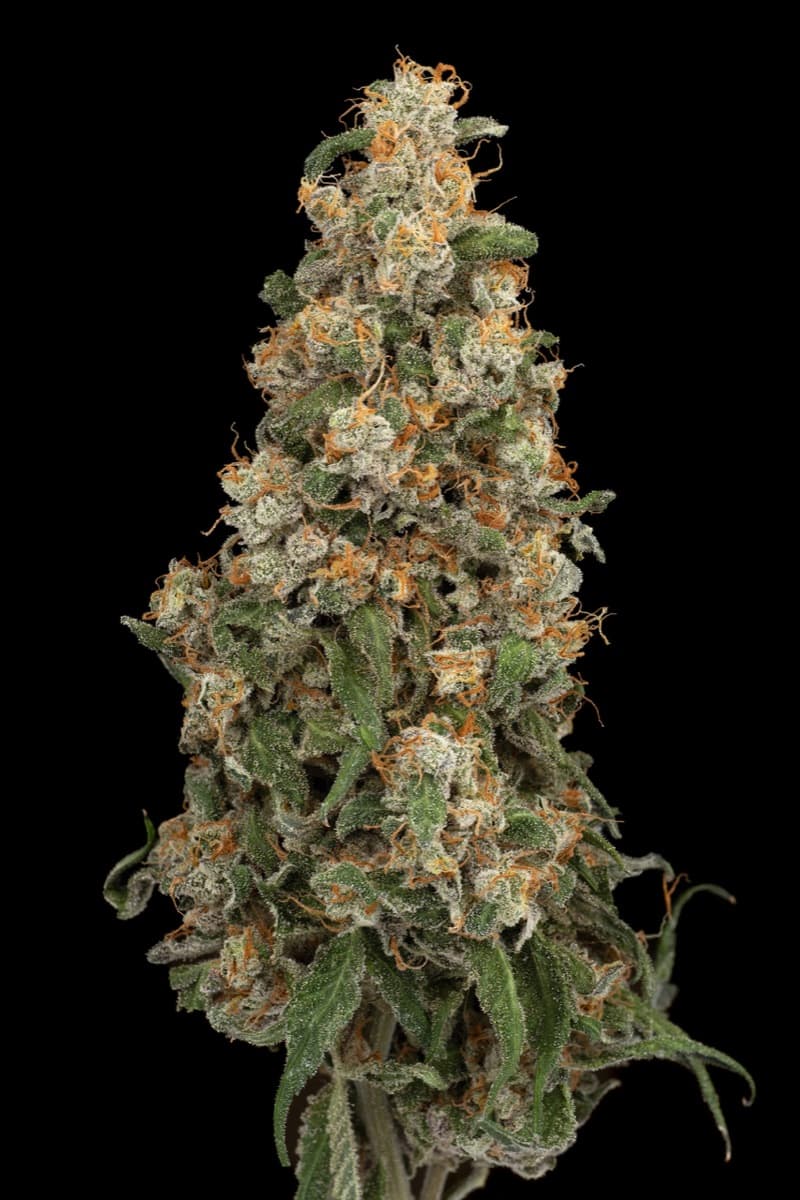 Purple Papaya Paradise