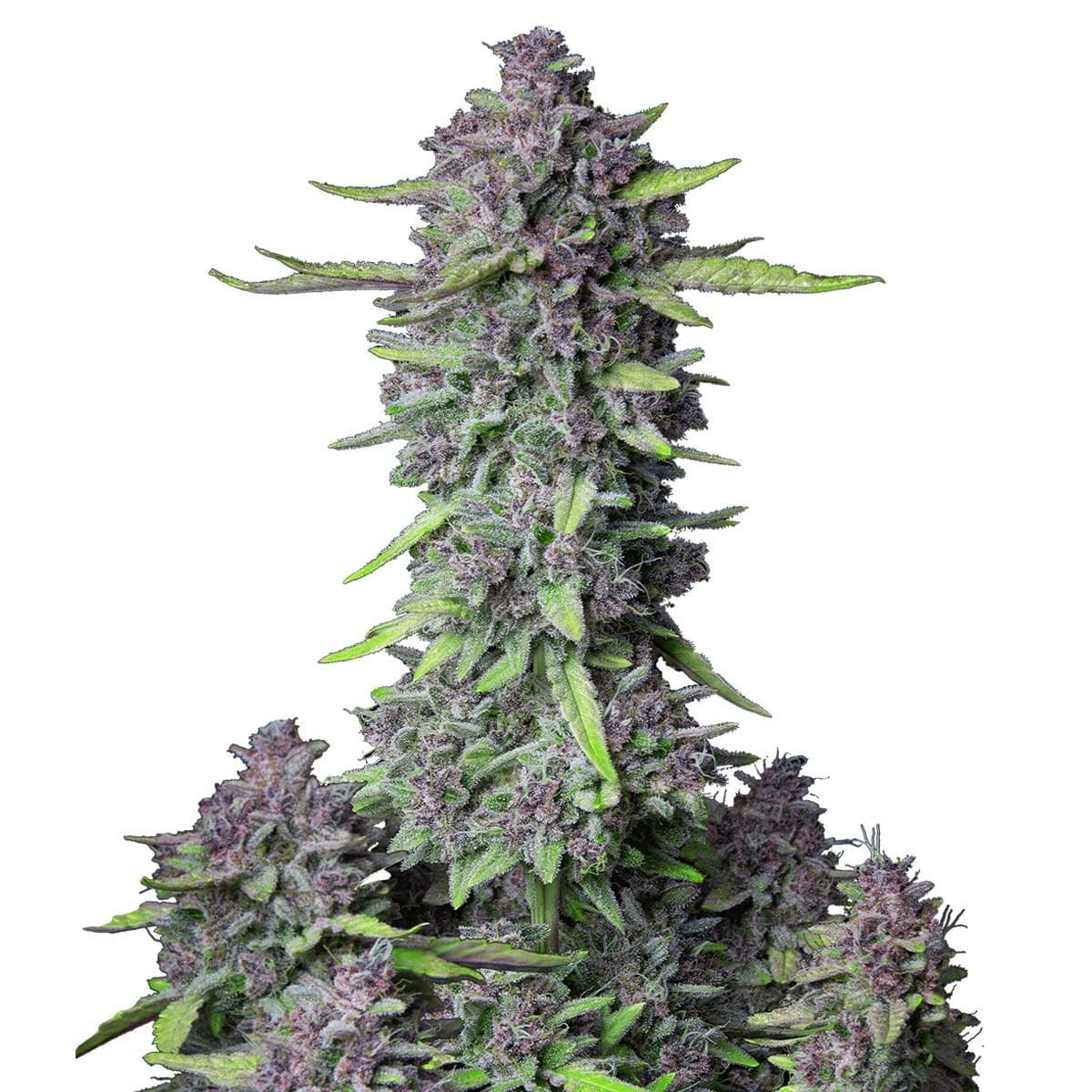 Purple Punch Auto