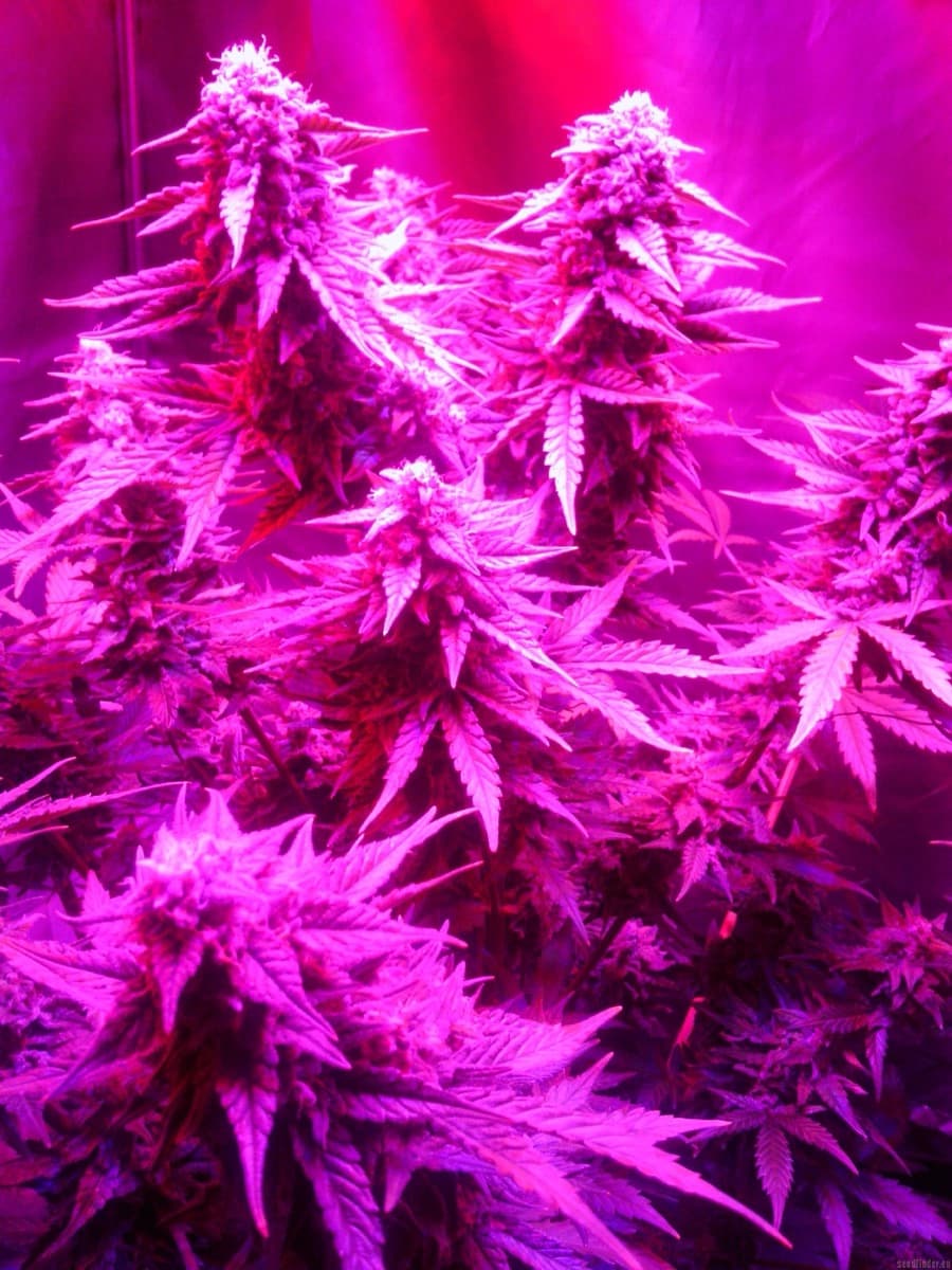 Royal Cheese Auto