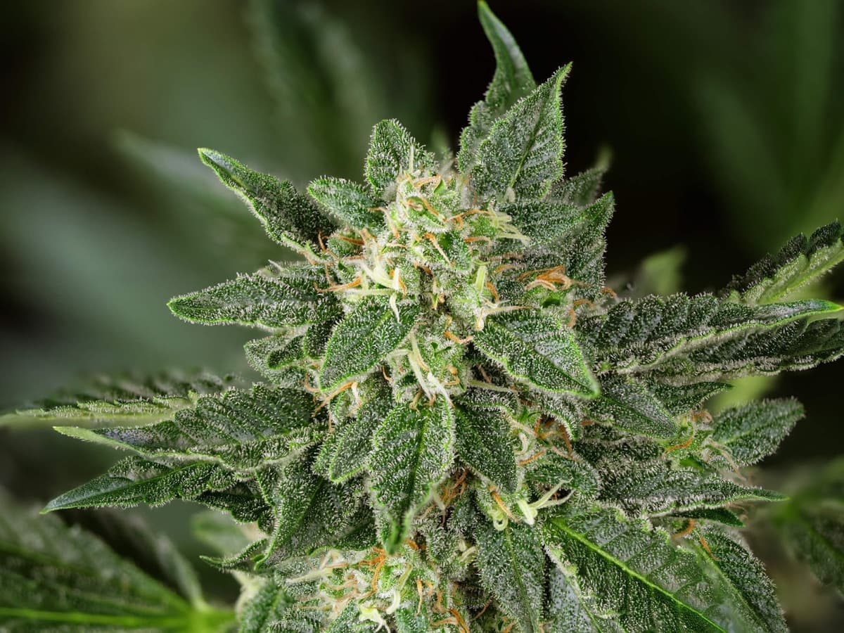 Sensi Amnesia XXL