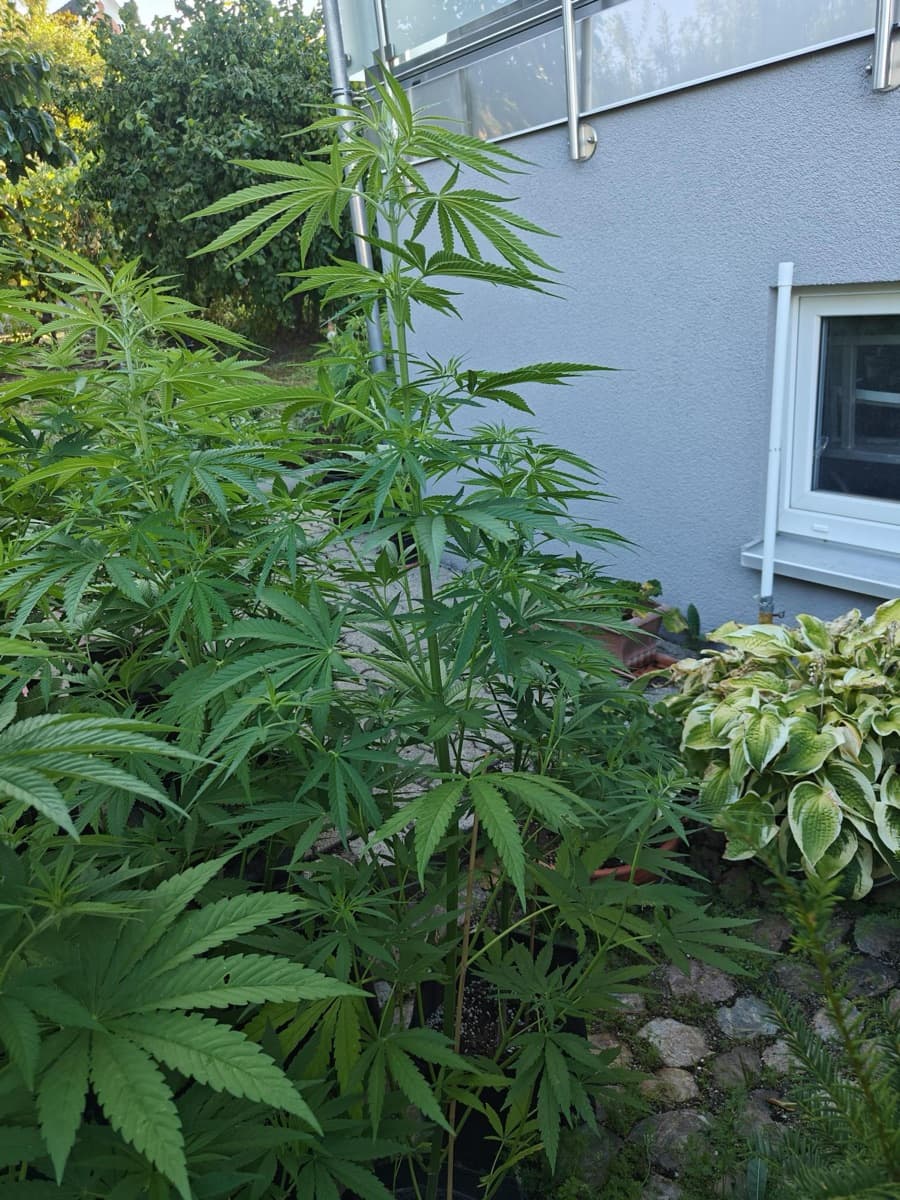 Shining Silver Haze Regular