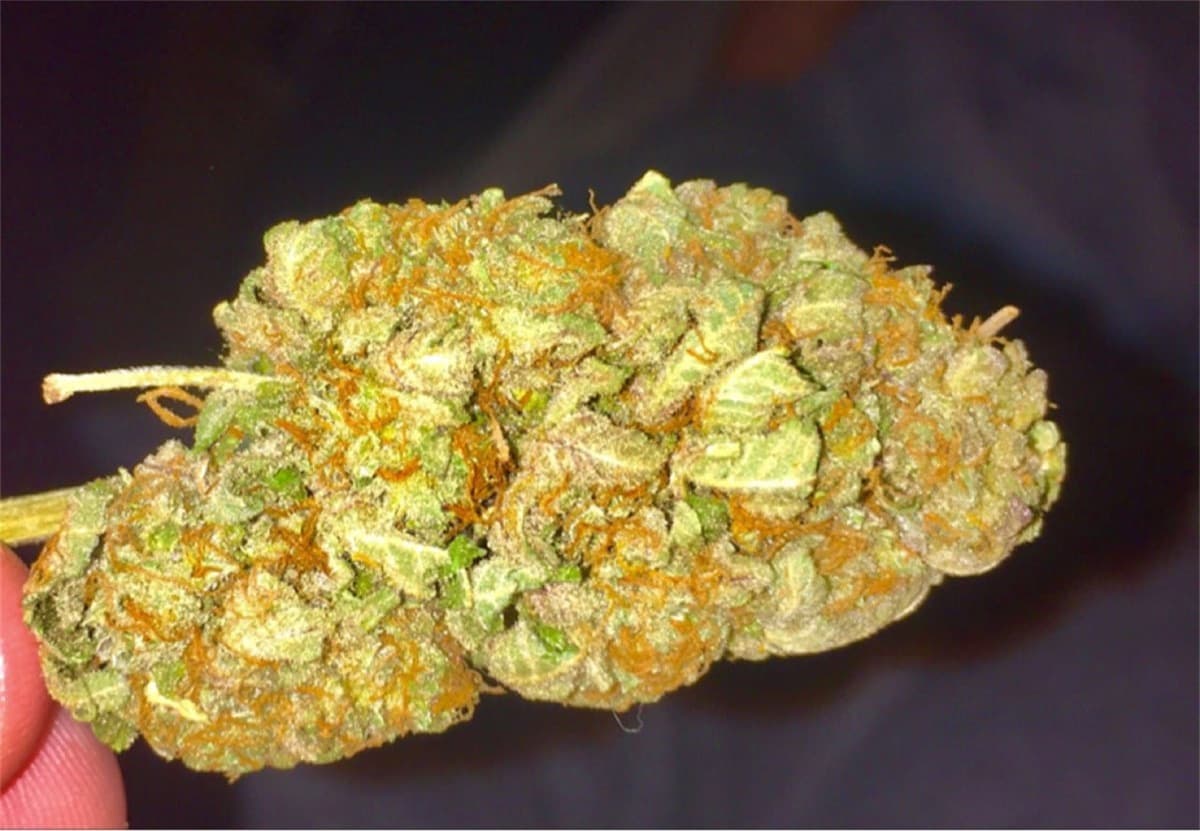 Shining Silver Haze
