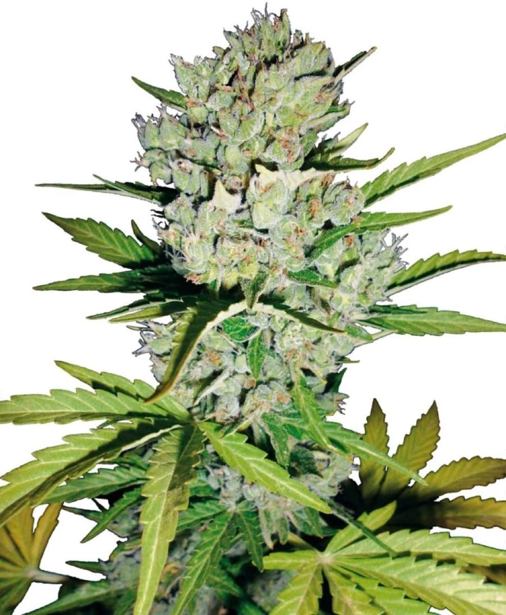 Skunk #1 Automatic Seeds by White Label