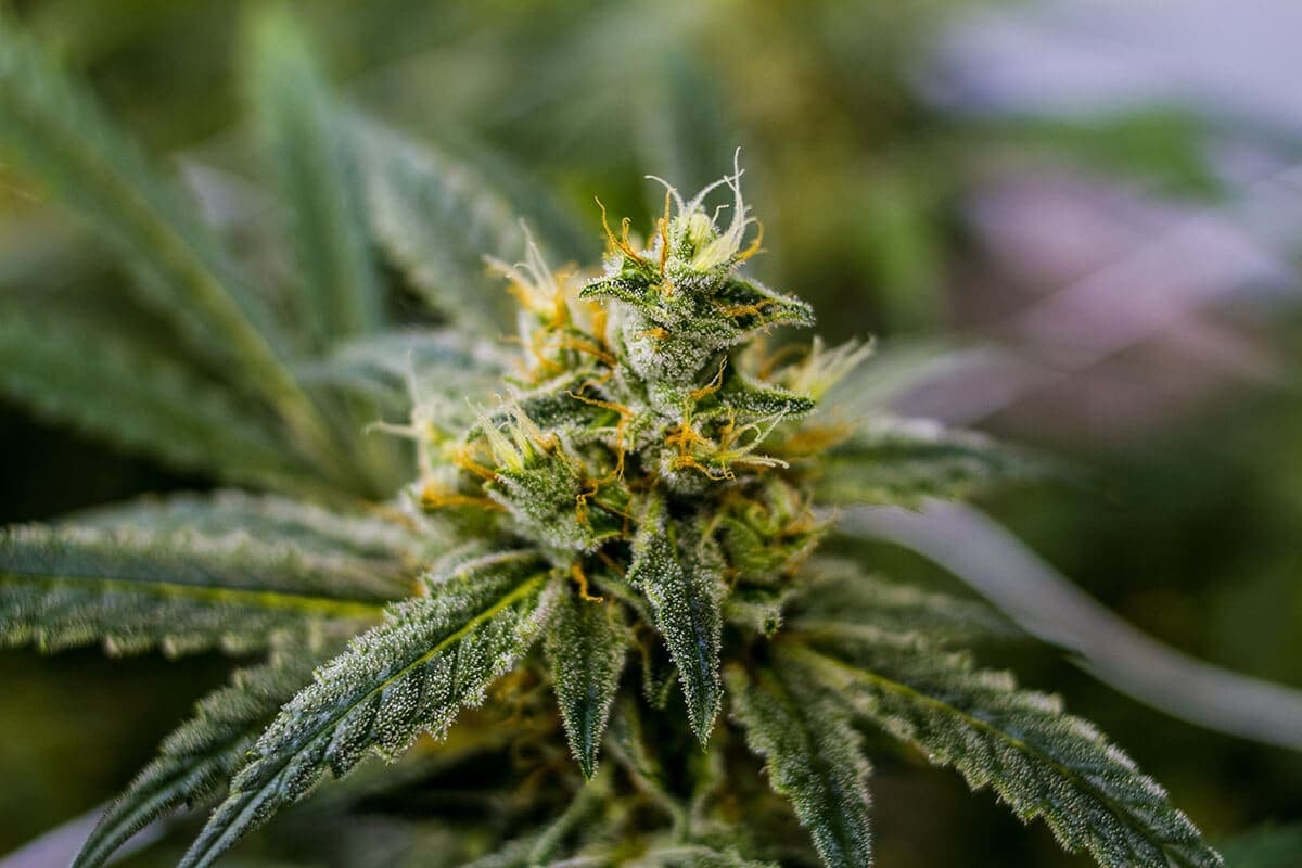 Strawberry Banana