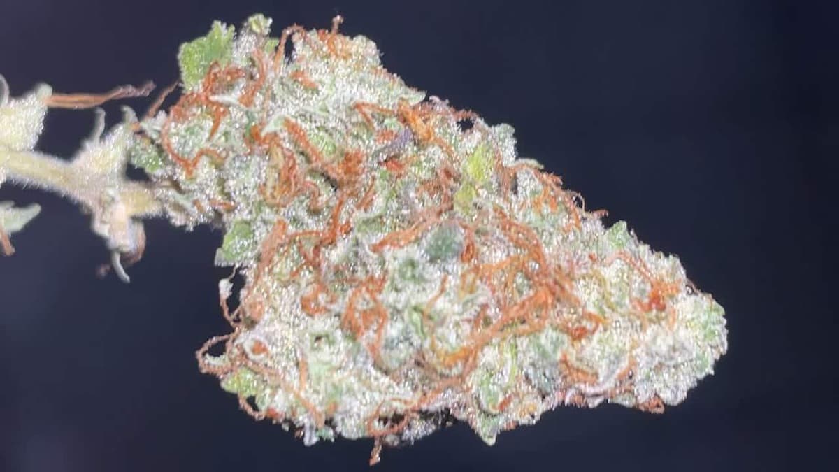 Sweet Tangerine Tango