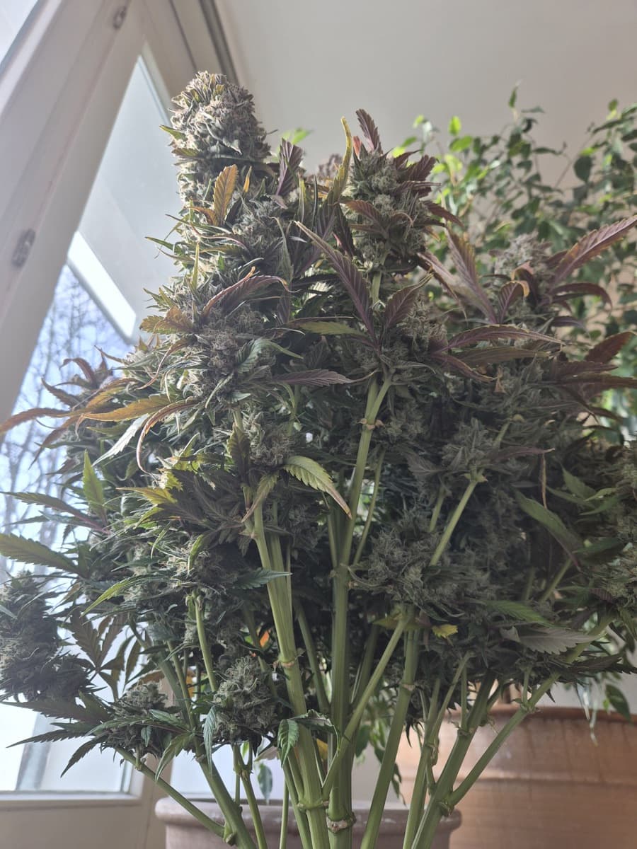 Tropicana Cookies Auto