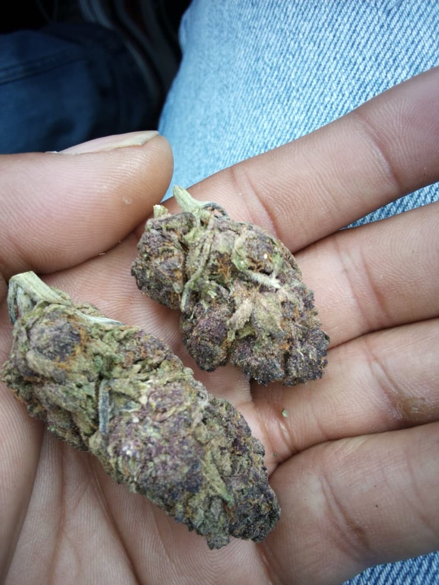 Tropicana Cookies Purple