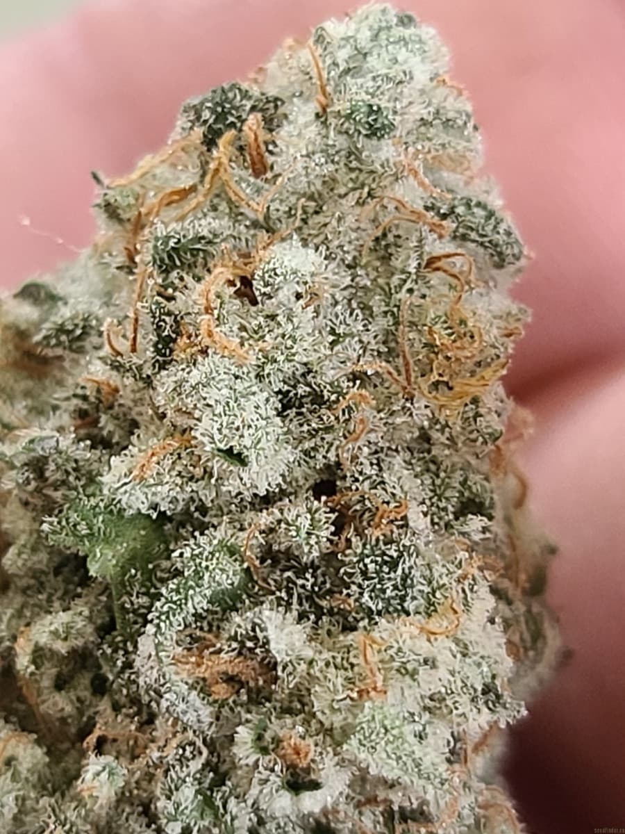 Tropicanna Banana