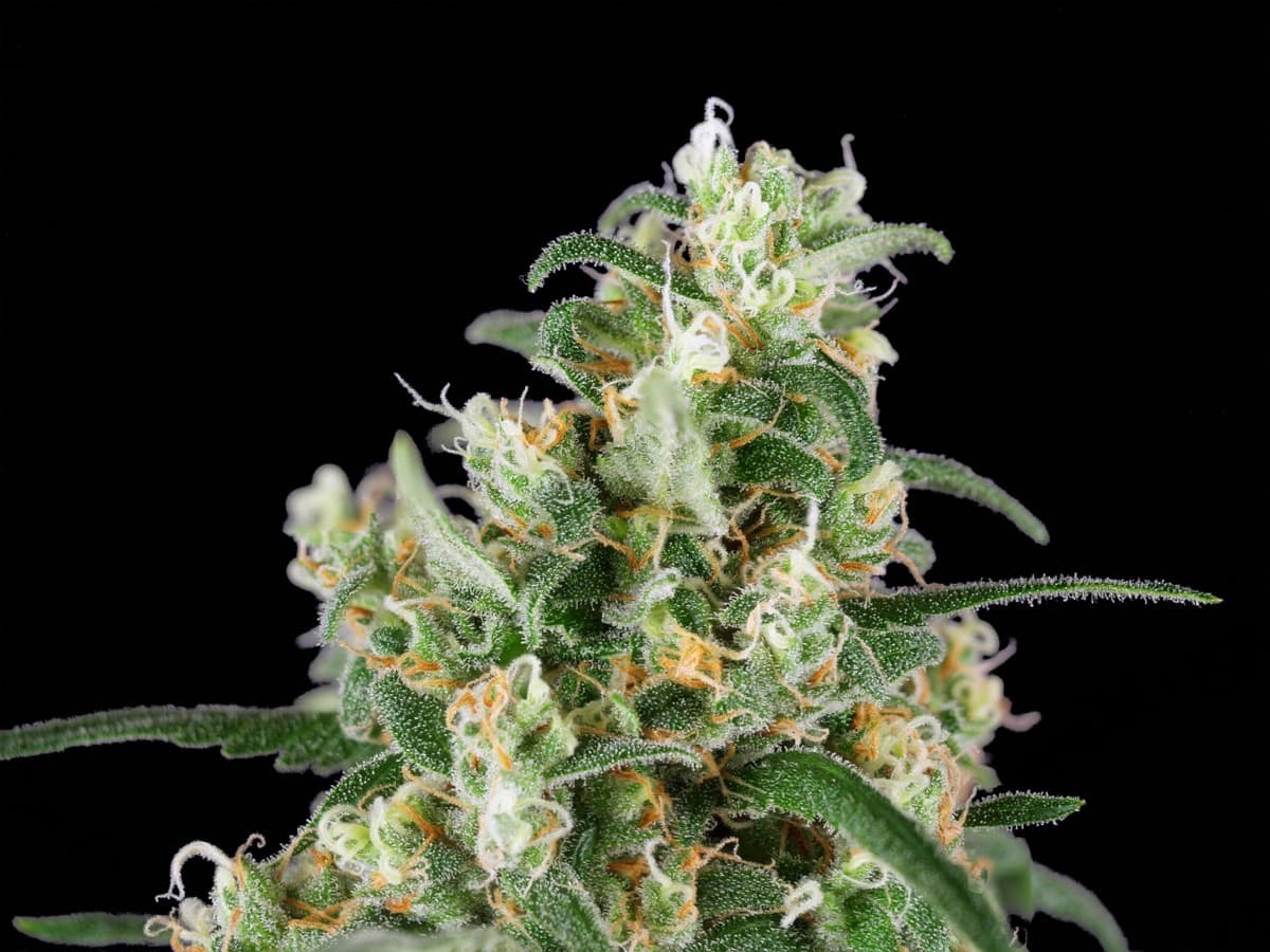 Wedding Cheesecake Feminized Seeds by White Label