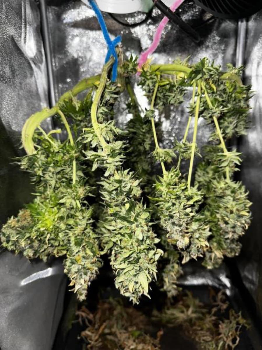 White Cheese Feminized Seeds by White Label