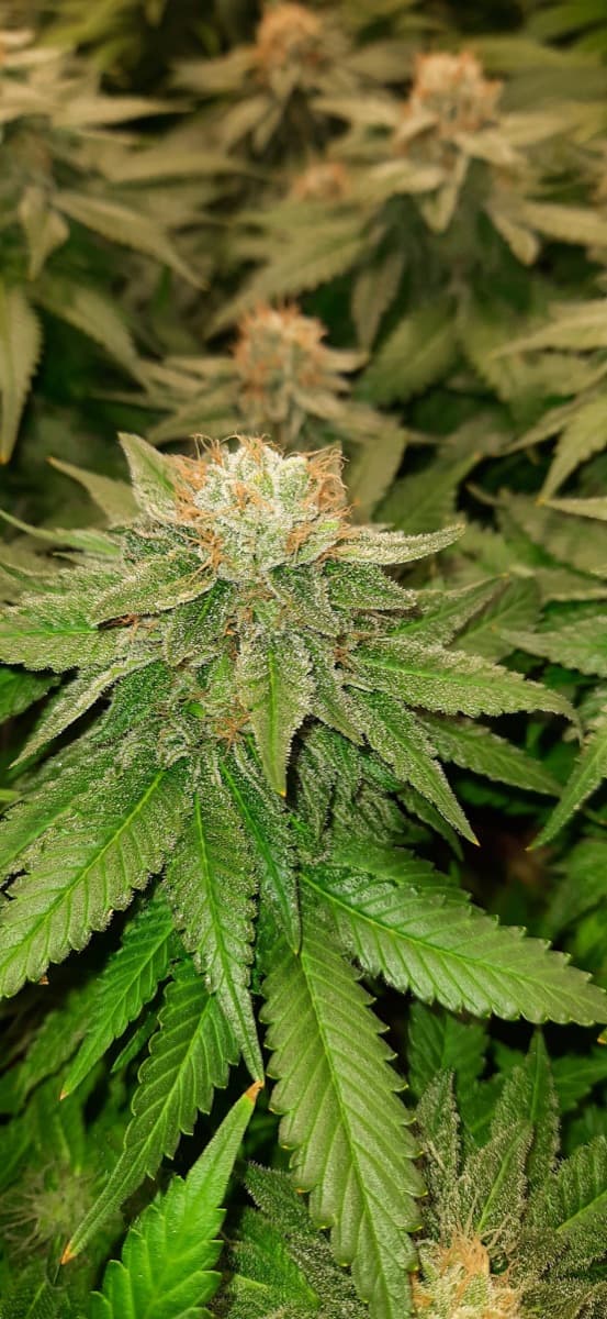 White Diesel Feminized Seeds by White Label