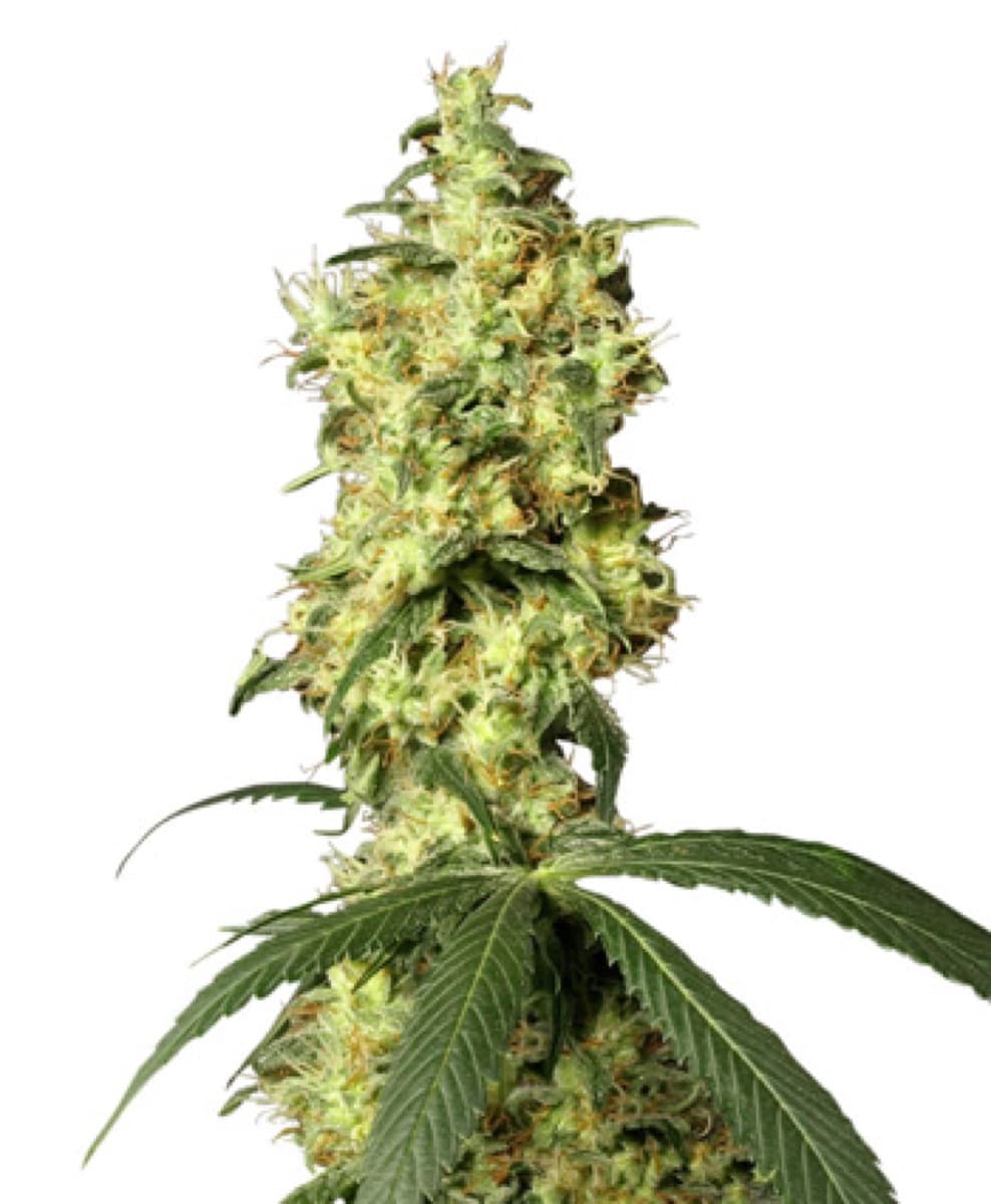 White Widow Automatic Seeds by White Label