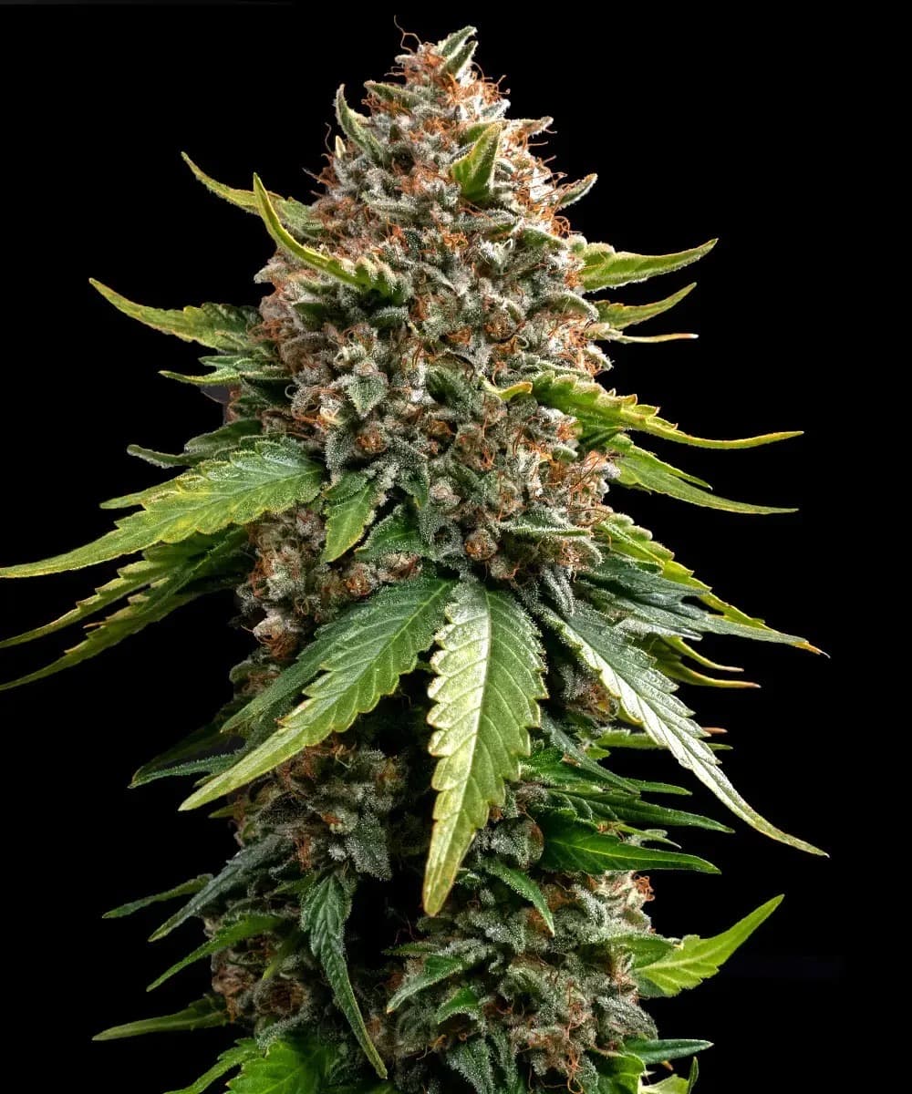 White Widow XXL Auto
